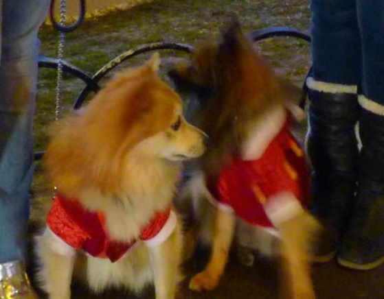 chiens-filles-MEHLHORN