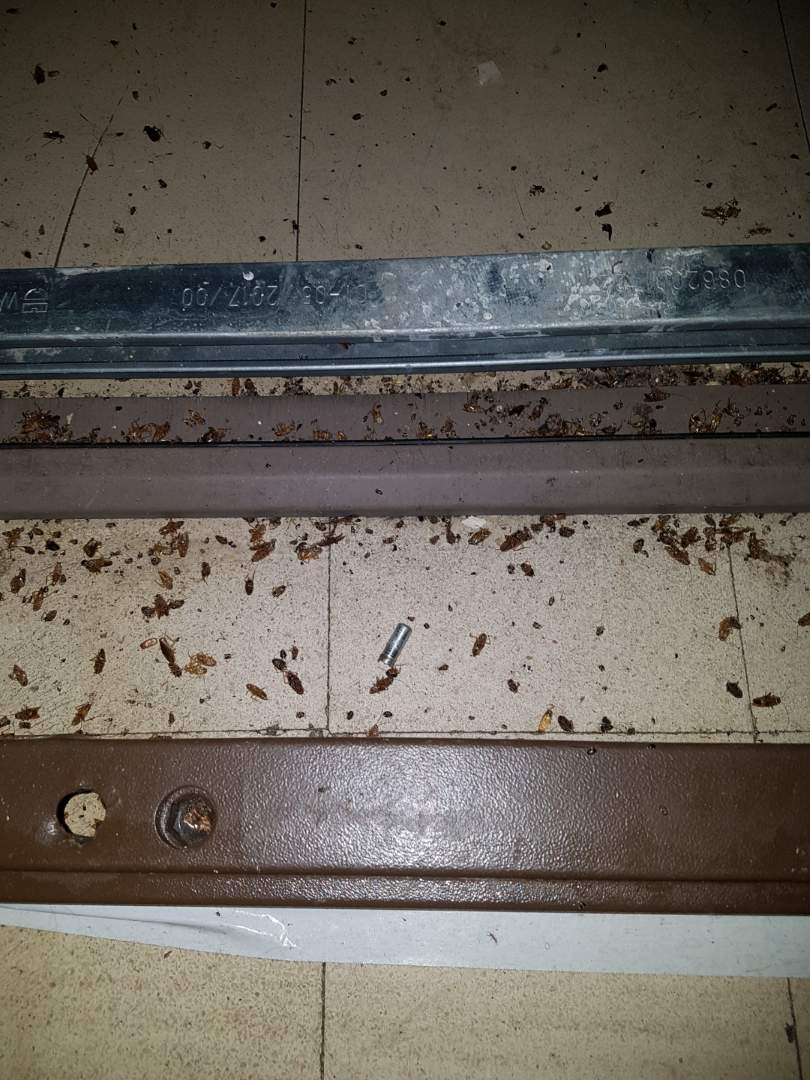 À Savigny-sur-Orge, à Grand-Vaux, au 12, rue Maurice-Utrillo, au 3e étage, après la désinsectisation…